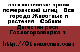 эксклюзивные крови-померанский шпиц - Все города Животные и растения » Собаки   . Дагестан респ.,Геологоразведка п.